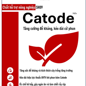 Sầu Riêng Monthong Thái