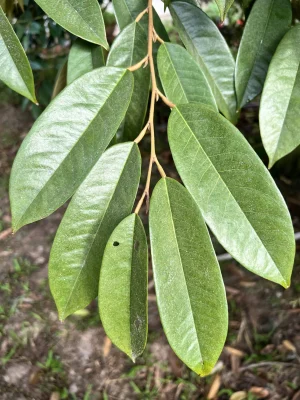 NHỆN NHỎ HẠI LÁ SẦU RIÊNG