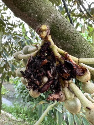 SÂU ĐỤC BÔNG SẦU RIÊNG