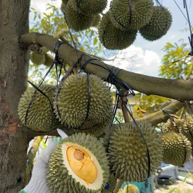 Sầu Riêng Monthong Thái (Sao chép)