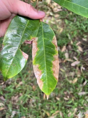 CHÁY LÁ DO NẤM LASIODIPLODIA