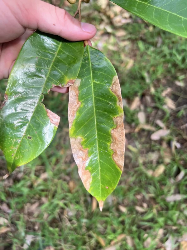 CHÁY LÁ DO NẤM LASIODIPLODIA CHÁY LÁ DO NẤM LASIODIPLODIA