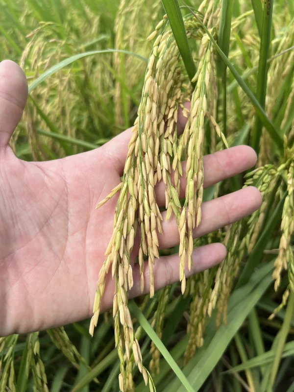 QUY TRÌNH CANH TÁC LÚA SẠCH QUY TRÌNH CANH TÁC LÚA SẠCH HÈ THU