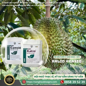 Cansio (SH11), 500mL