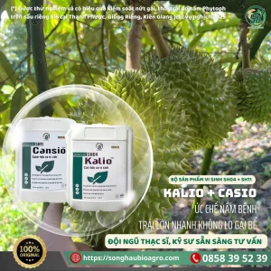 Cansio (SH11), 500mL