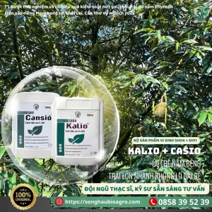 Cansio (SH11), 500mL