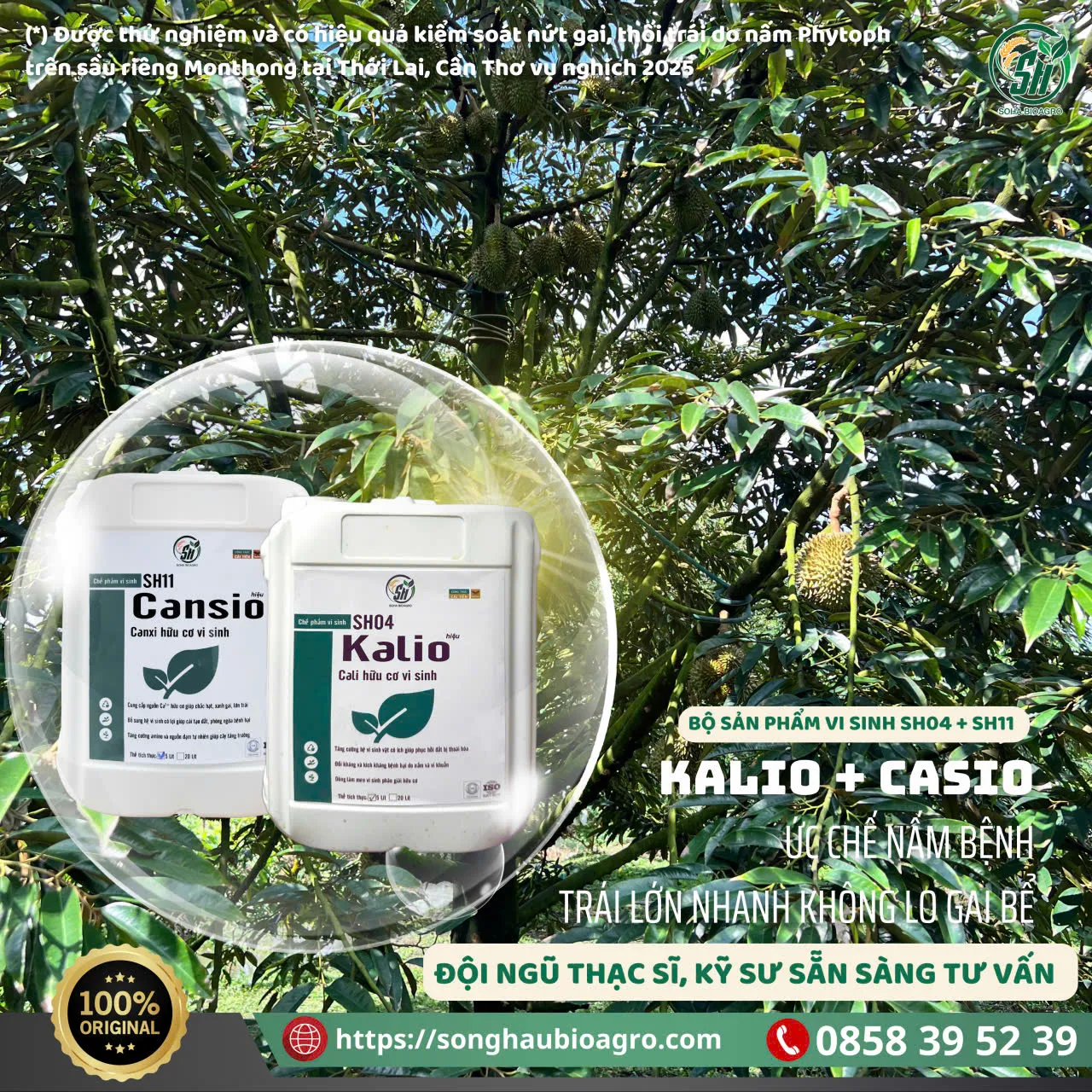 Cansio (SH11), 500mL