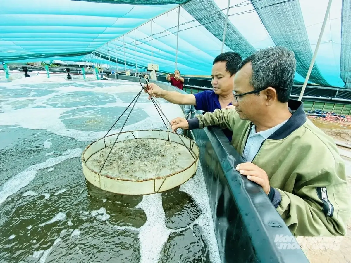 Kiểm soát dịch bệnh, nâng sức cạnh tranh cho ngành tôm