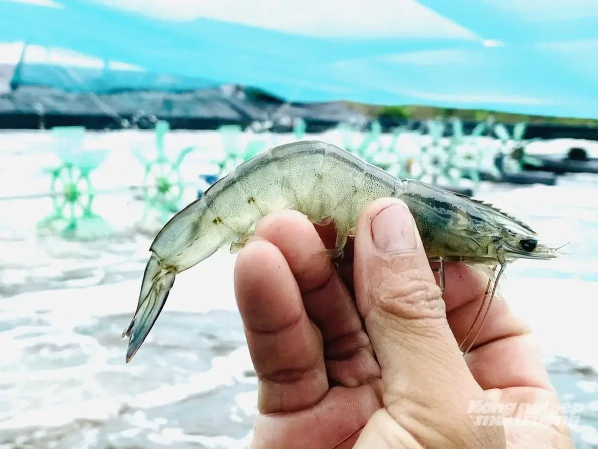 Kiểm soát dịch bệnh, nâng sức cạnh tranh cho ngành tôm