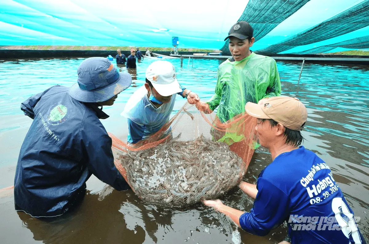 Kiểm soát dịch bệnh, nâng sức cạnh tranh cho ngành tôm Kiểm soát dịch bệnh, nâng sức cạnh tranh cho ngành tôm