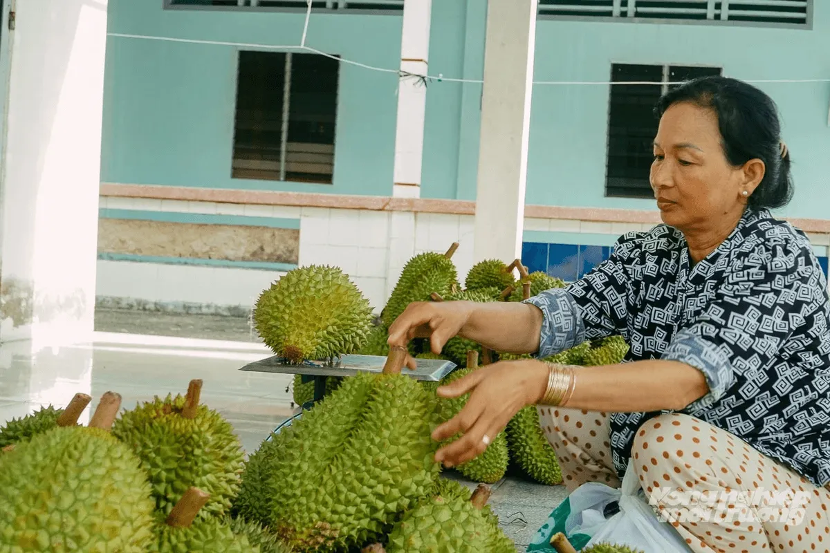 Giá sầu riêng sụt giảm mạnh: Sản xuất nhỏ lẻ bộc lộ nhiều “điểm nghẽn”